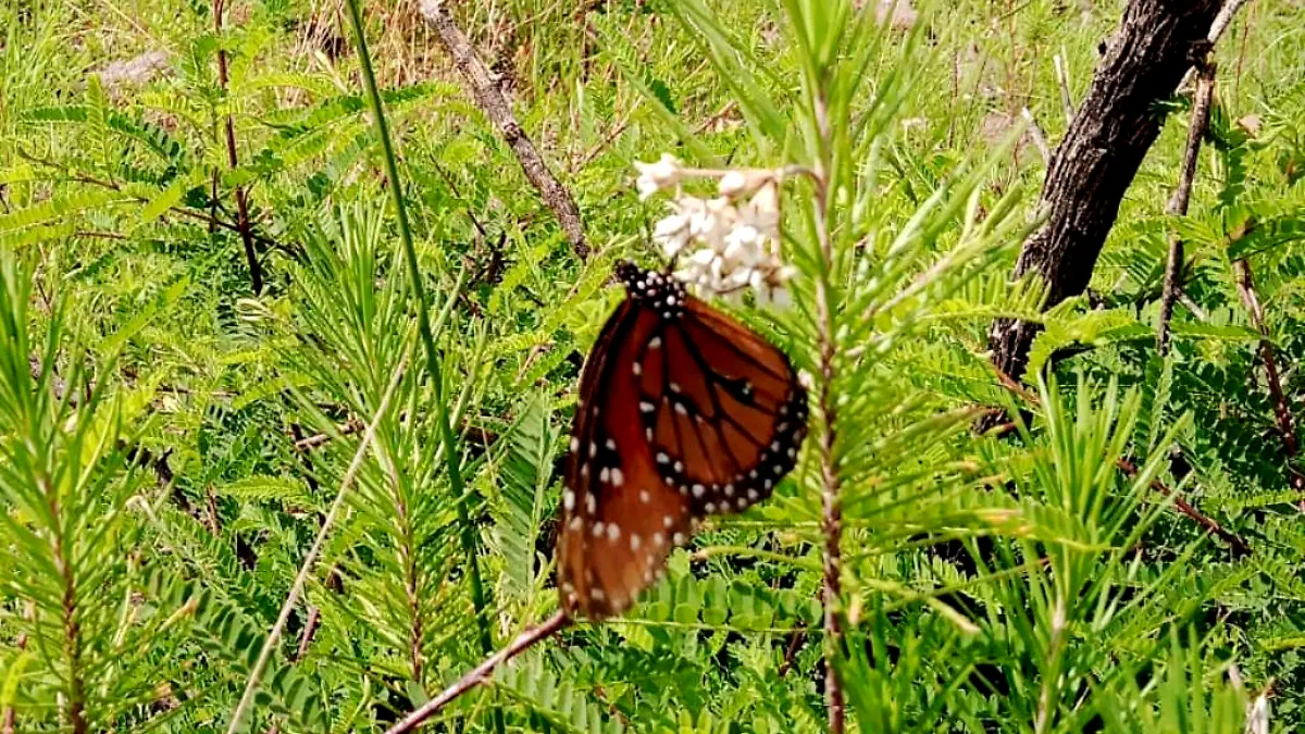 Mariposa ok